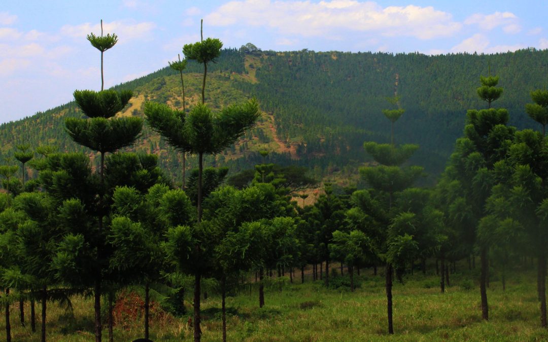 Status of the Forestry Sector in Uganda