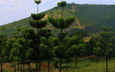 Social Functions of Forestry in Uganda