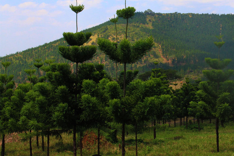 Social Functions of Forestry in Uganda