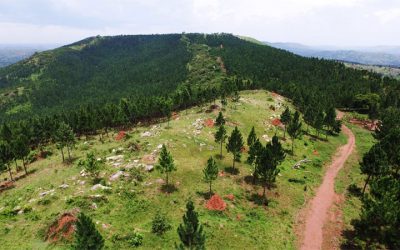 Forestry in Uganda