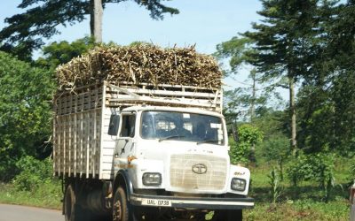 It takes a community to map a forest