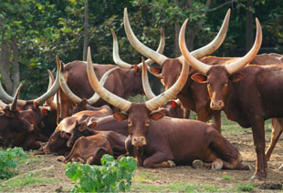 Uganda’s National Livestock Census 2021 summary